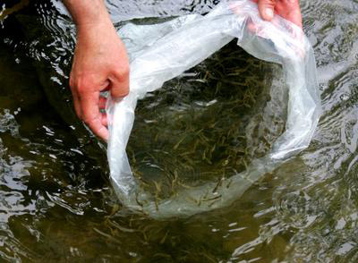 Fry Release